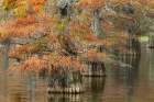 Bald cypress trees and autumn colors in southern swamp, Caddo Lake, Texas. Art Print